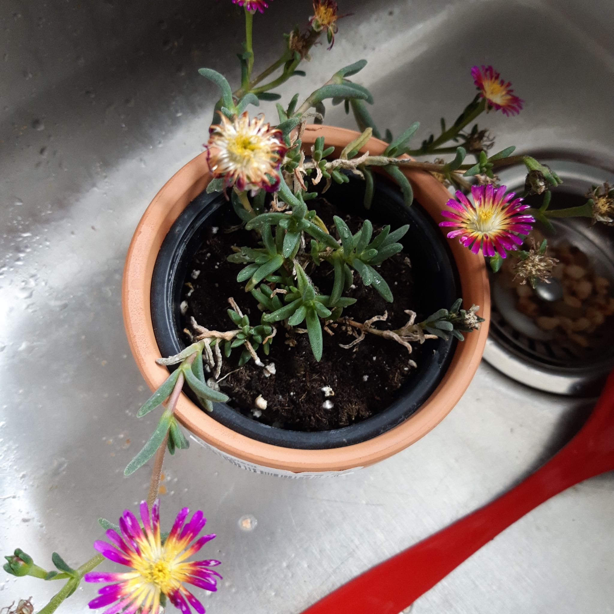 Potted Iceplant with vibrant flowers in a sink, possibly for watering.