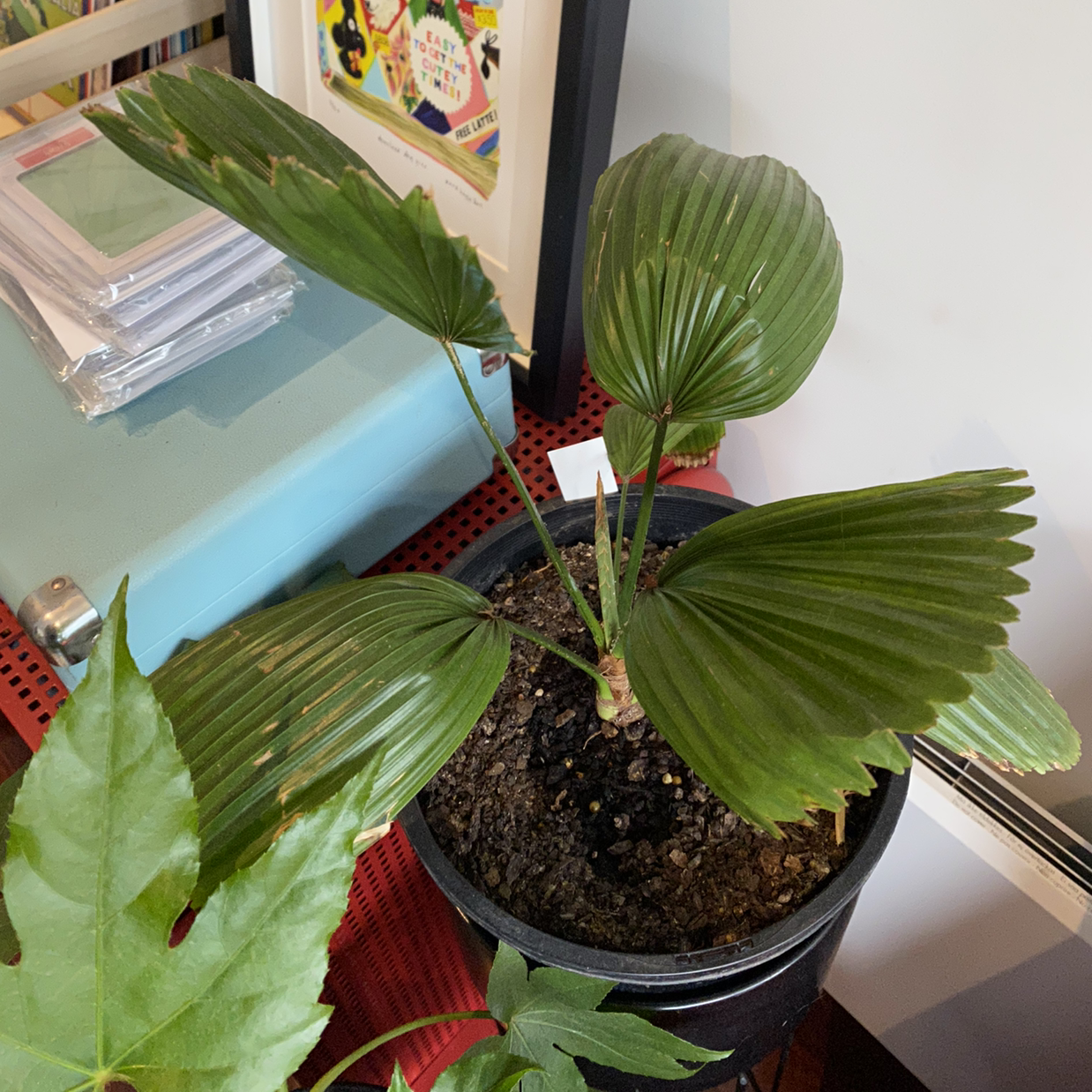 Photo of the plant species Elegant Fan Palm by Sacha named Sahara on Greg, the plant care app