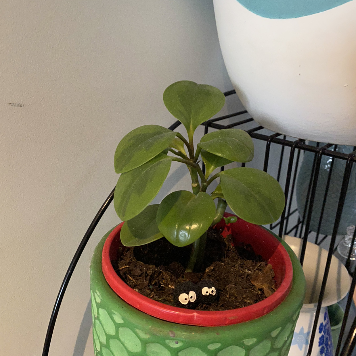 Lemon Lime Peperomia plant in a decorative pot with visible soil.