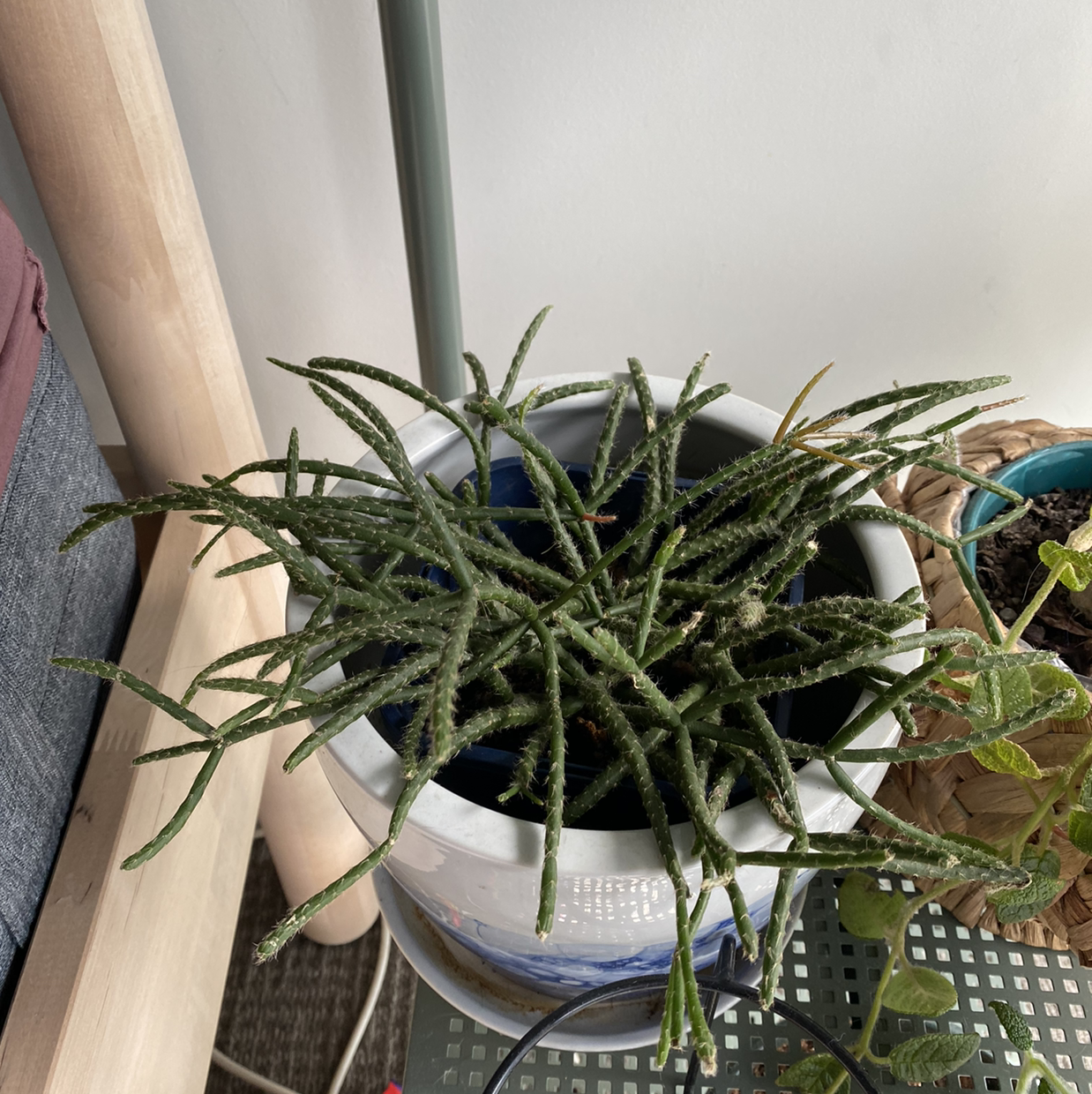 Potted Hairy Stemmed Rhipsalis plant with healthy green stems.