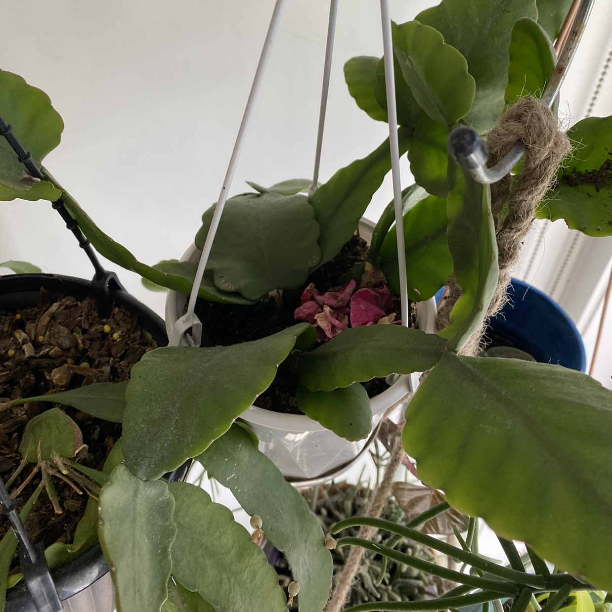 Photo of the plant species Rhipsalis pachyptera by Sacha named Leonardo on Greg, the plant care app