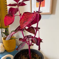 Bloodleaf plant