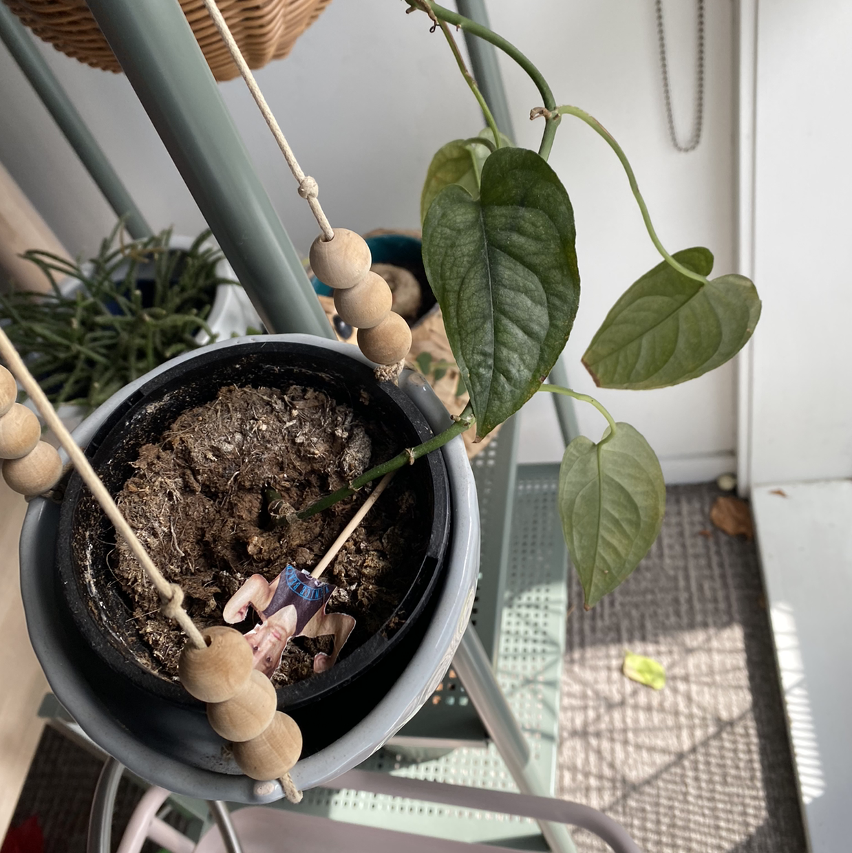 Potted Silver Leaf Philodendron with some yellowing and browning leaves, dry soil visible.
