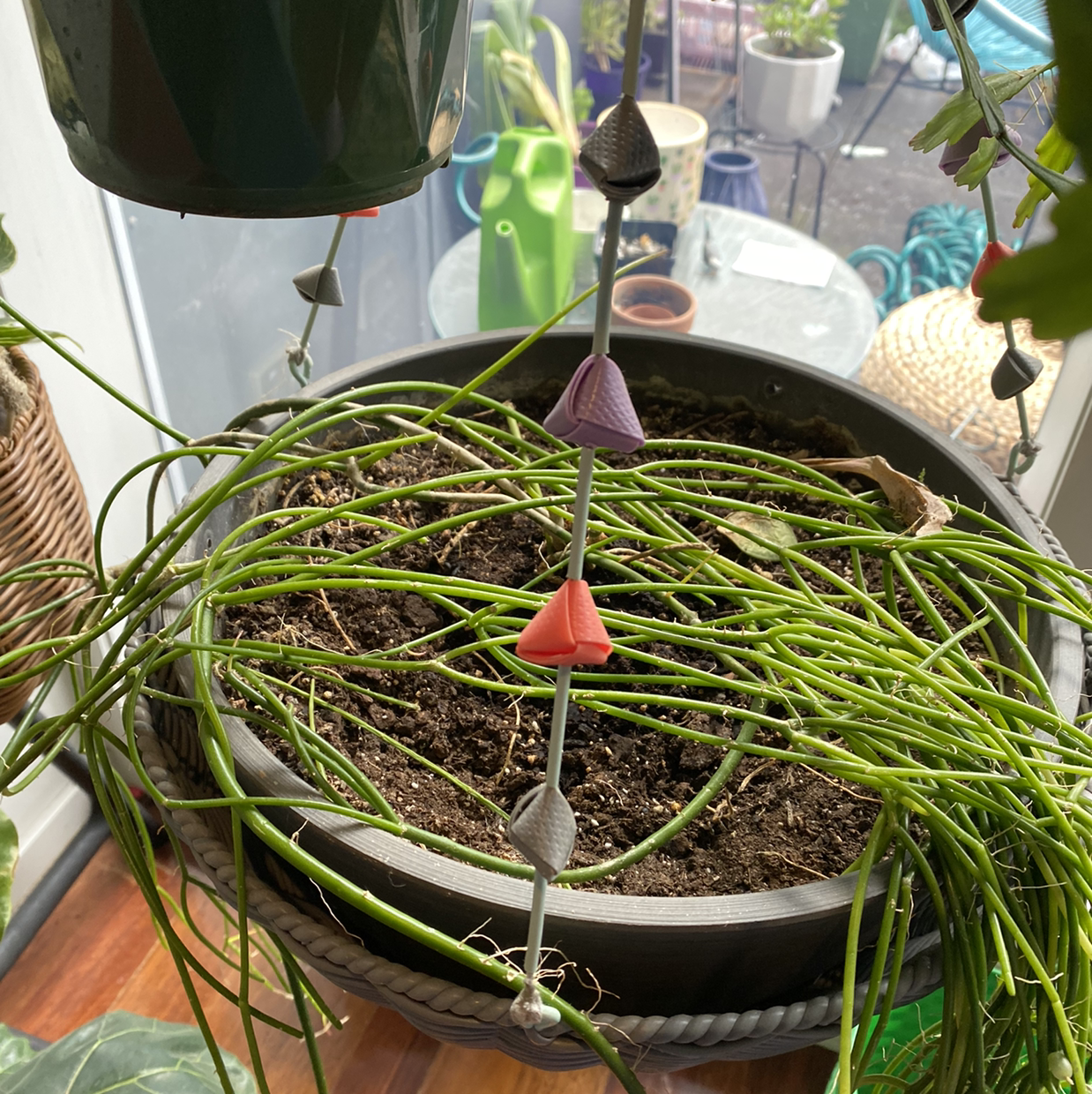 Mistletoe Cactus in a pot with visible soil, green stems, and no visible health issues.