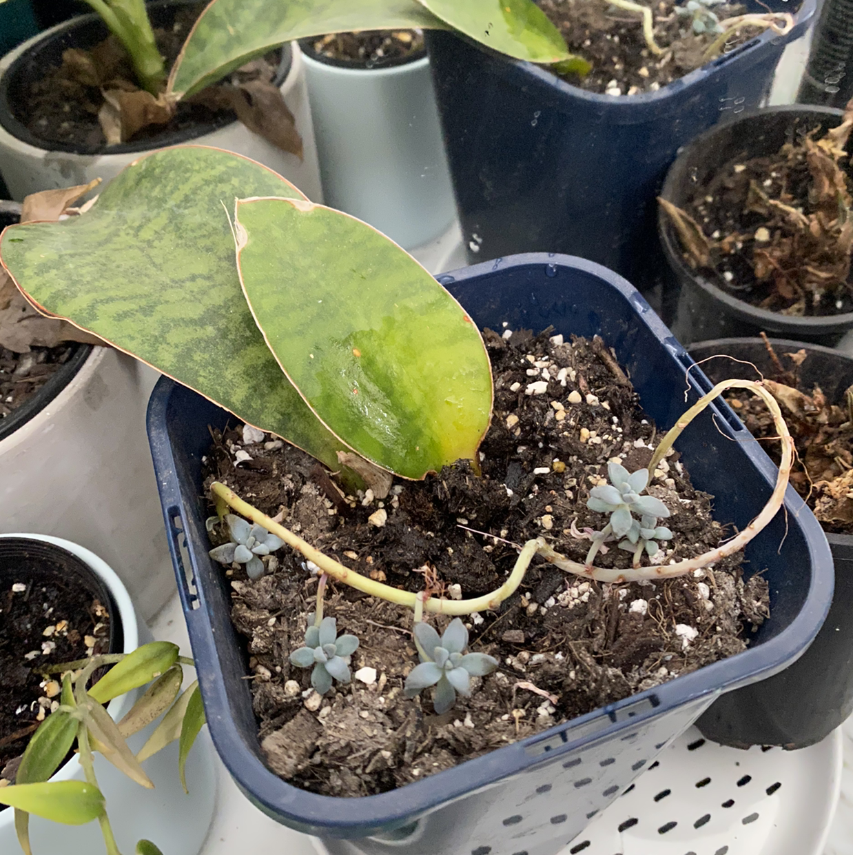 Whale Fin Snake Plant in a pot with visible soil, showing yellowing and browning on a large leaf.