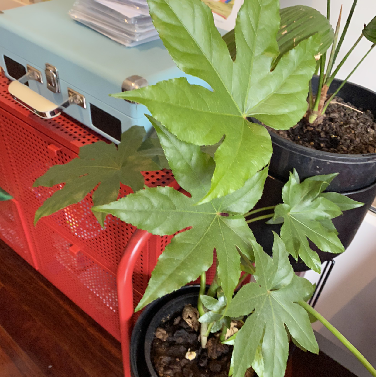 Fatsia plant with large, glossy leaves in a pot, soil visible.