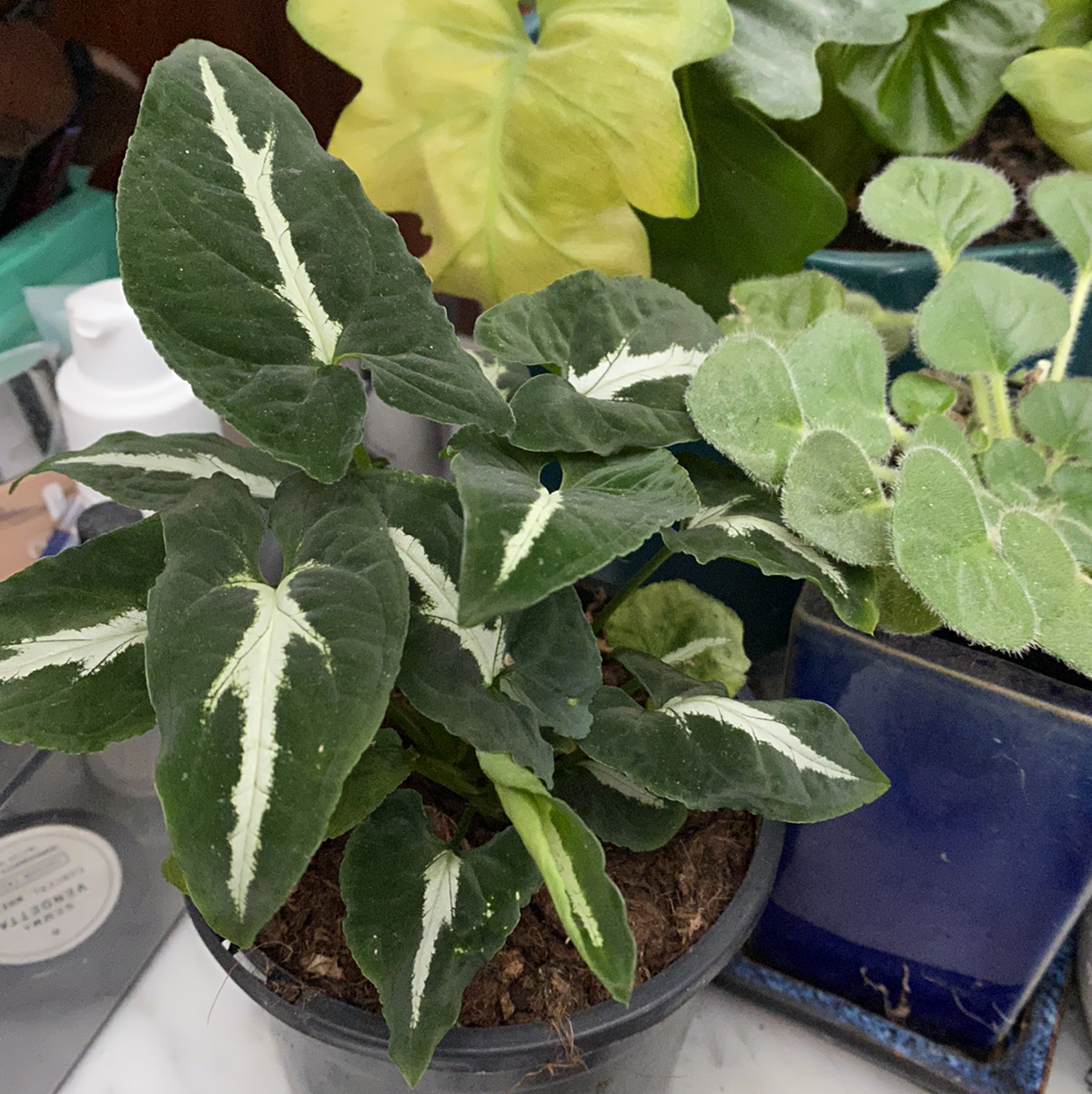 Syngonium wendlandii plant with dark green leaves and white veins in a pot.