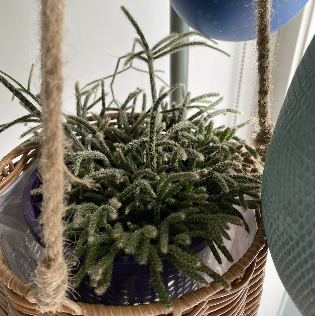 Hairy Stemmed Rhipsalis plant in a hanging basket with thin, hairy stems.