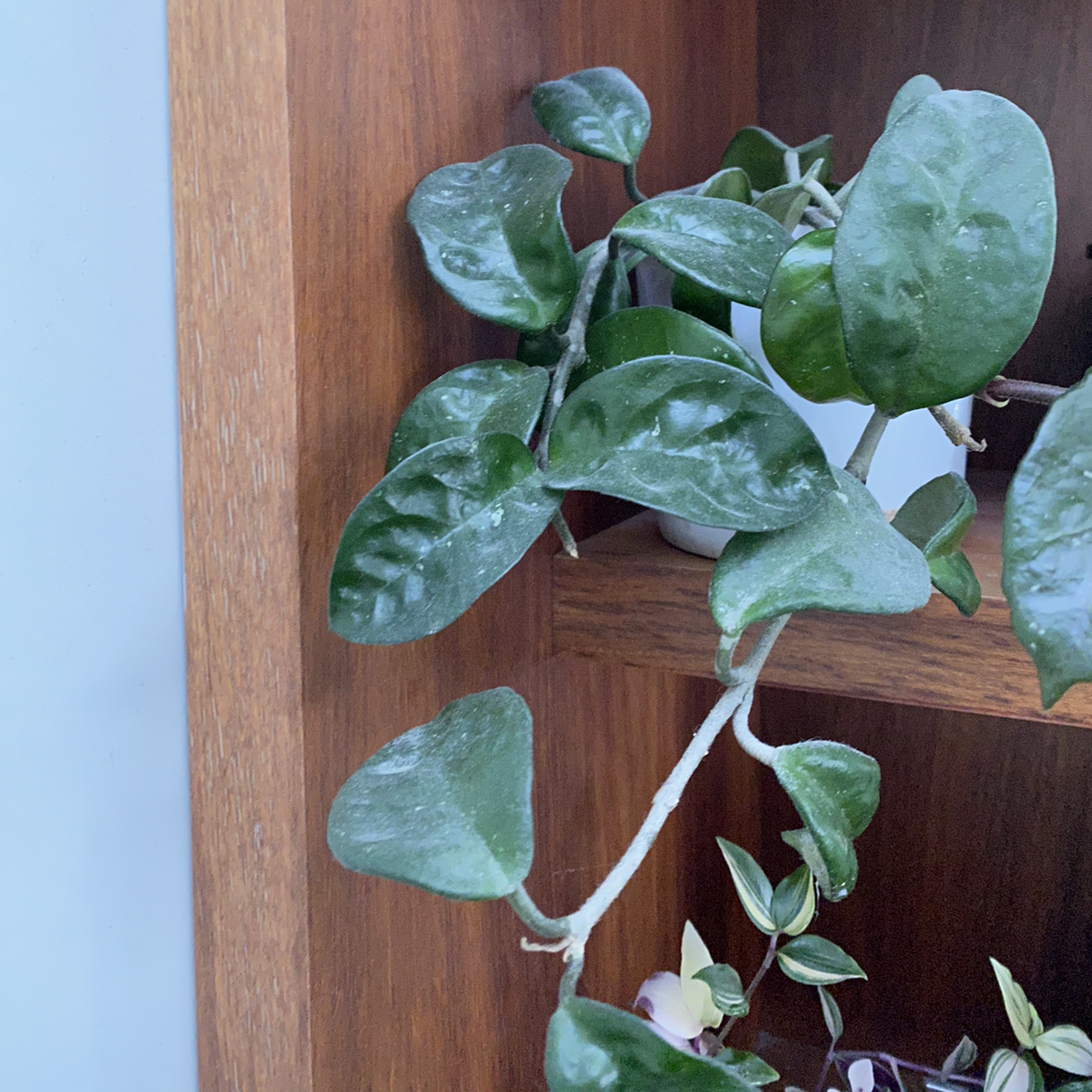 Waxvine plant with healthy green leaves on a wooden shelf.