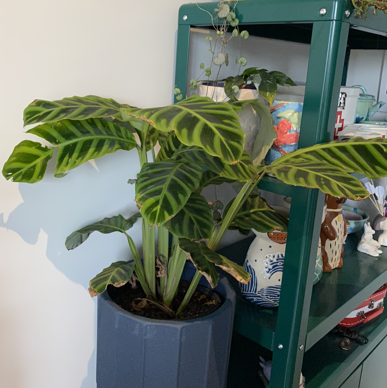 Zebra Calathea plant in a pot on a shelf with large, striped leaves.
