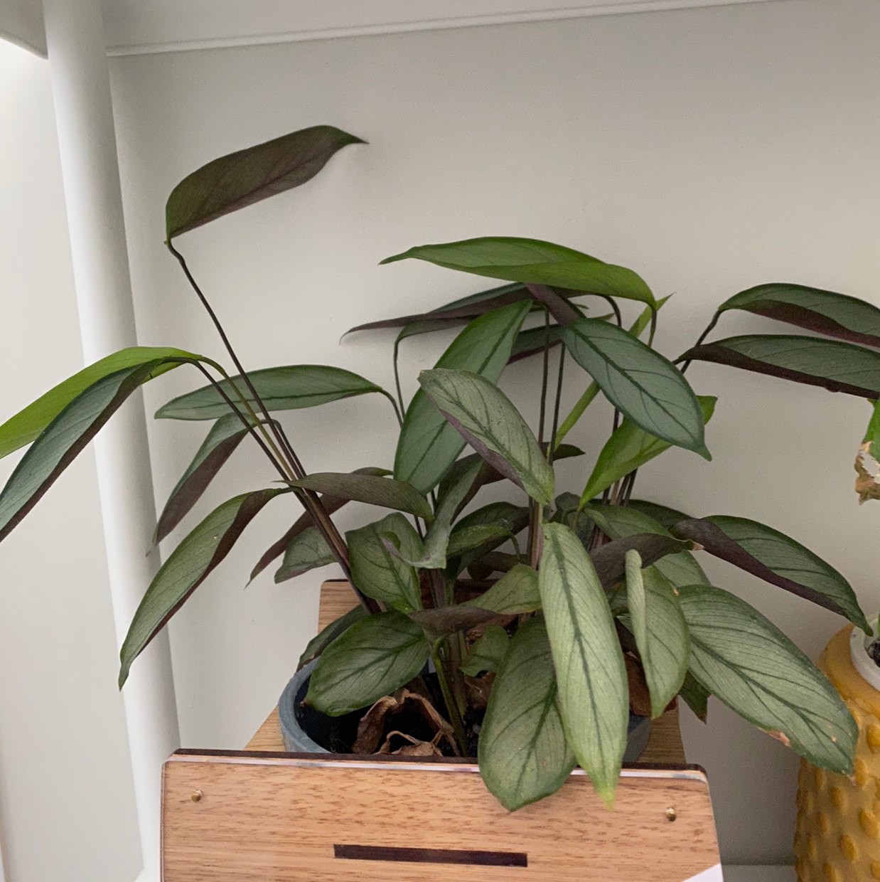 Potted Never Never Ctenanthe plant with healthy green leaves, well-framed and centered.