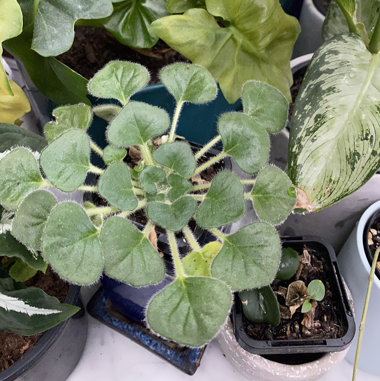 Photo of the plant species Petrocosmea barbata by Sacha named Prince on Greg, the plant care app