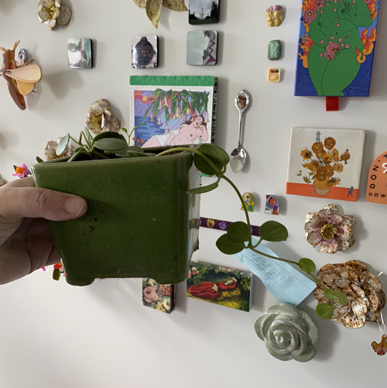 Peperomia 'Hope' plant in a green pot, held by a hand, with decorative items in the background.