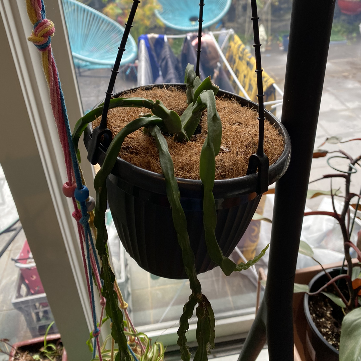 Hanging Rhipsalis paradoxa plant in a black pot with visible soil and outdoor background.