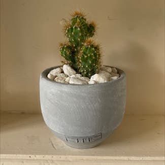 Moon Cactus plant in Croydon, England