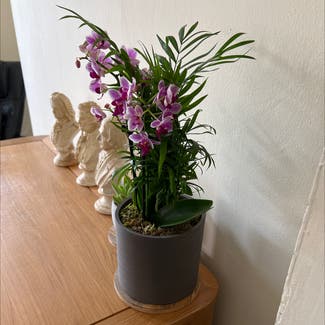 Purple Ground Orchid plant in Croydon, England