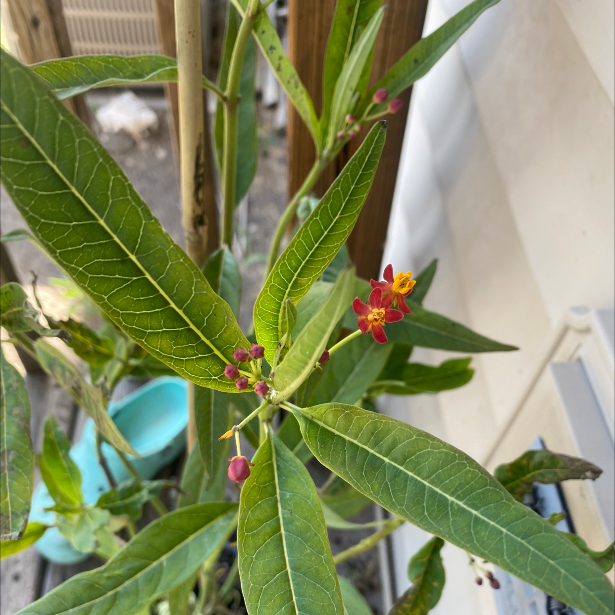 Scarlet Milkweed plant with green leaves and red and yellow flowers.