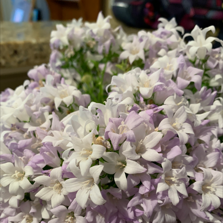 Photo of the plant species White Flax by @PeachyAsterium named Rainier on Greg, the plant care app