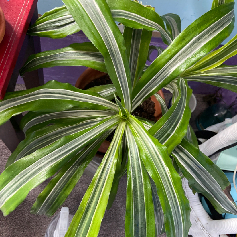 Dracaena 'Sted Sol Cane' plant with green and white striped leaves in a pot.