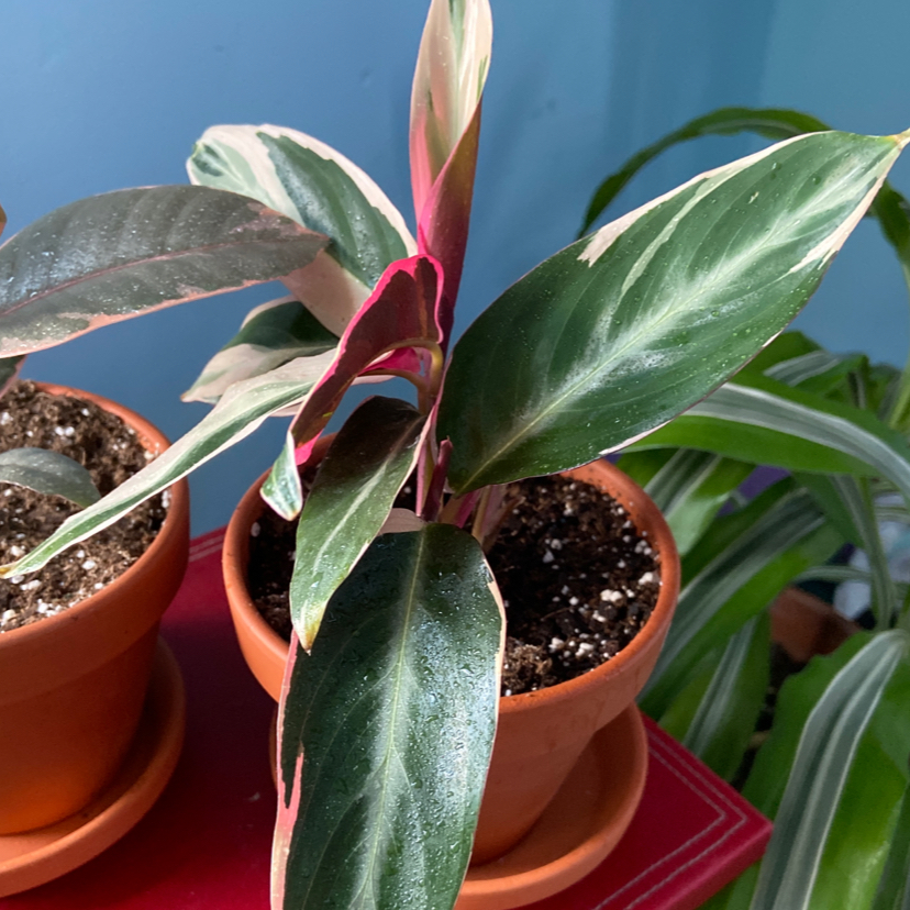 Never Never Plant in a terracotta pot with variegated leaves in green, white, and pink hues.