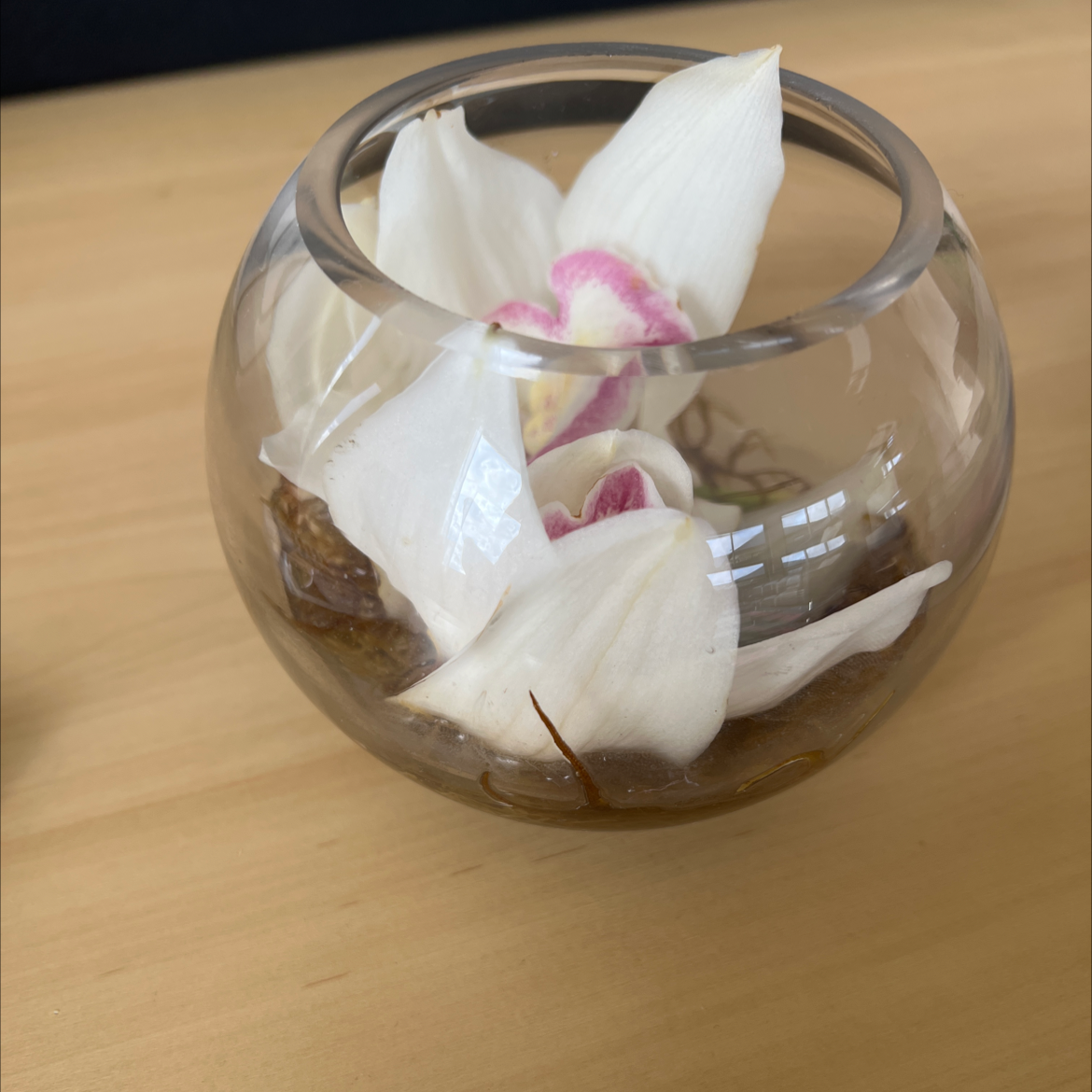 Photo of the plant species Butterfly Mariposa Lily by @BonafideCobnut named Your plant on Greg, the plant care app