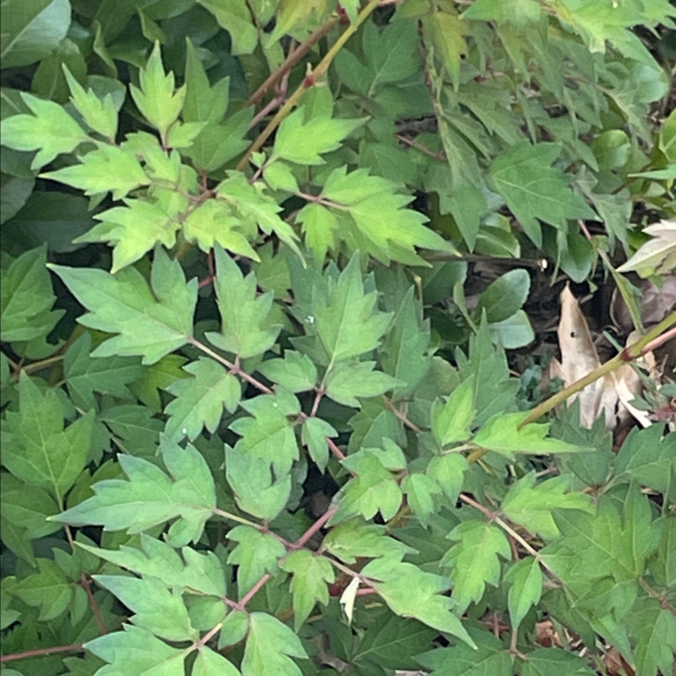 Photo of the plant species pepper vine by @FestiveRoselle named Your plant on Greg, the plant care app