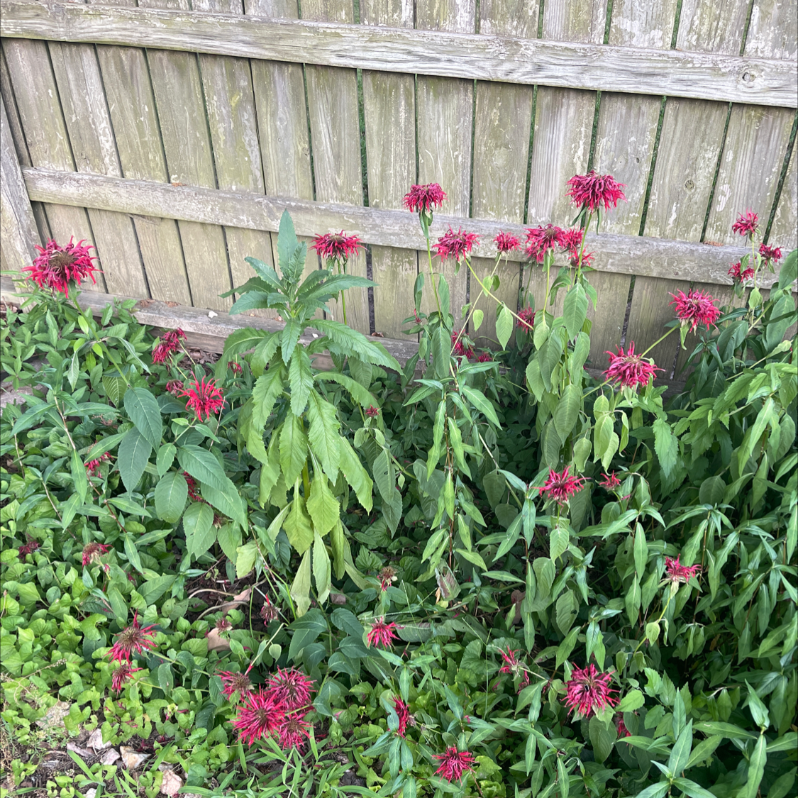 Scarlet Beebalm plants with red flowers growing in a garden against a wooden fence.
