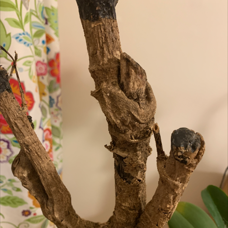 Woody plant with thick stems and blackened tips, likely a Black Elderberry.