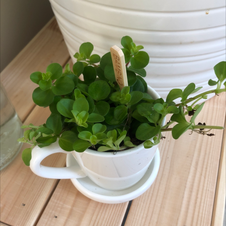 Beetle Peperomia plant in a white cup on a wooden surface, appearing healthy with vibrant green leaves.