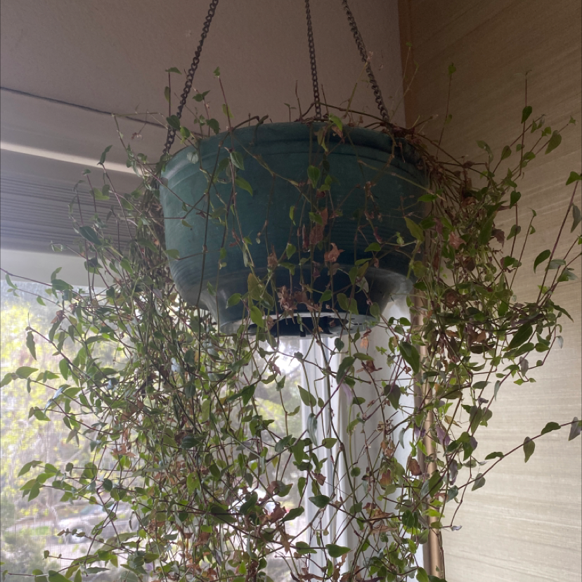 Survivor A Plant By Agnes On Greg