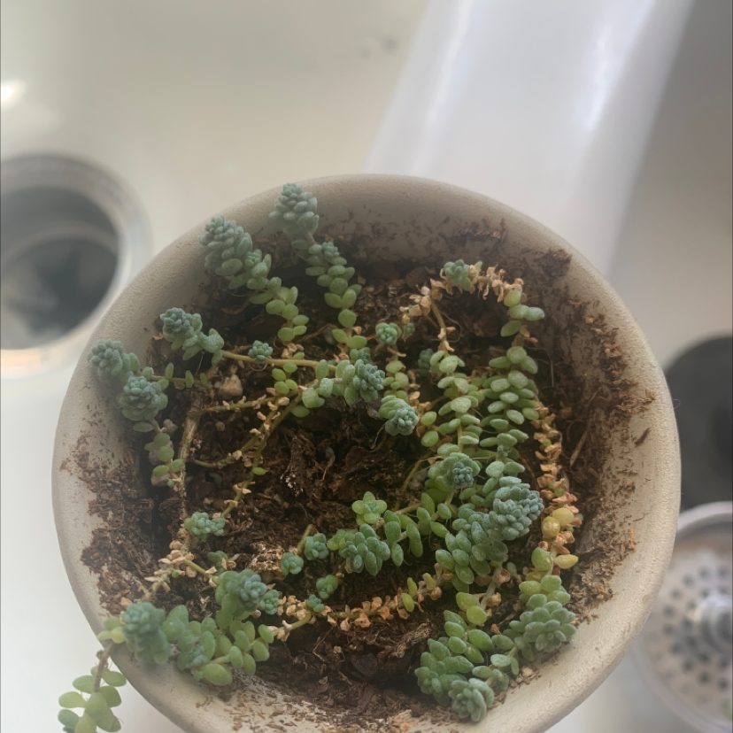 Potted Corsican Stonecrop plant with some yellowing leaves and visible soil.