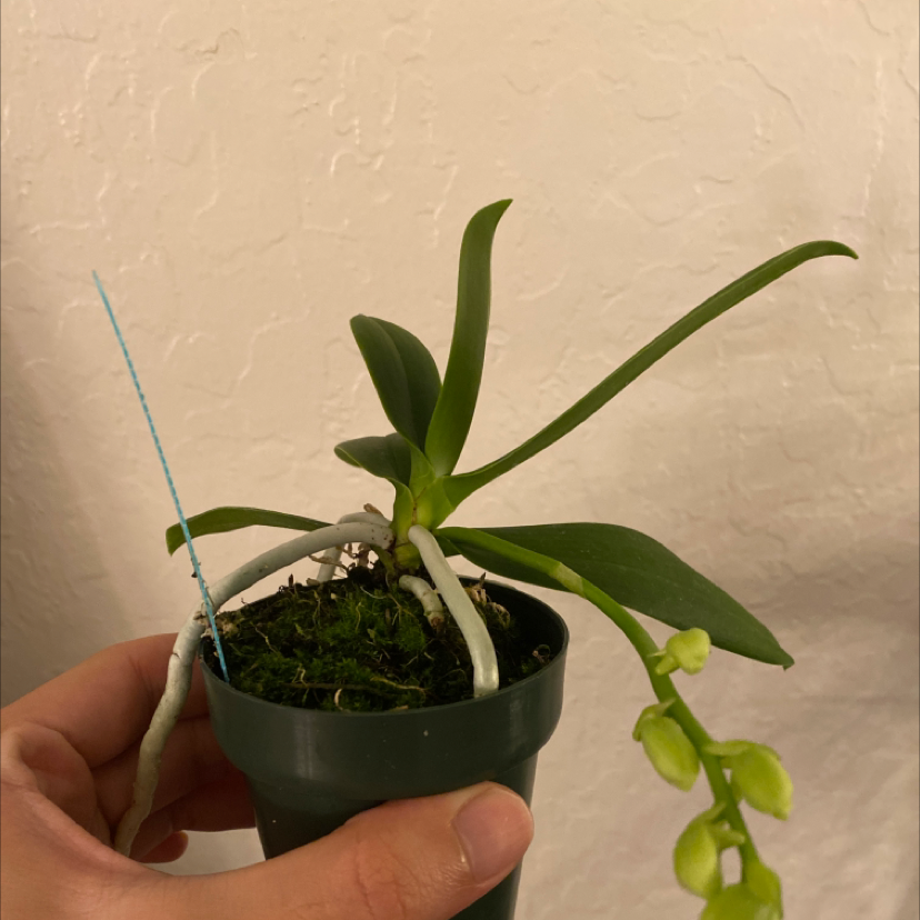 Photo of the plant species Sedirea japonica by @UpholderOakmoss named Sedirea on Greg, the plant care app