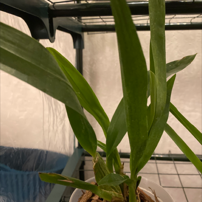 Photo of the plant species Hula Lalau Volcano Queen Orchid by @UpholderOakmoss named Daphne on Greg, the plant care app