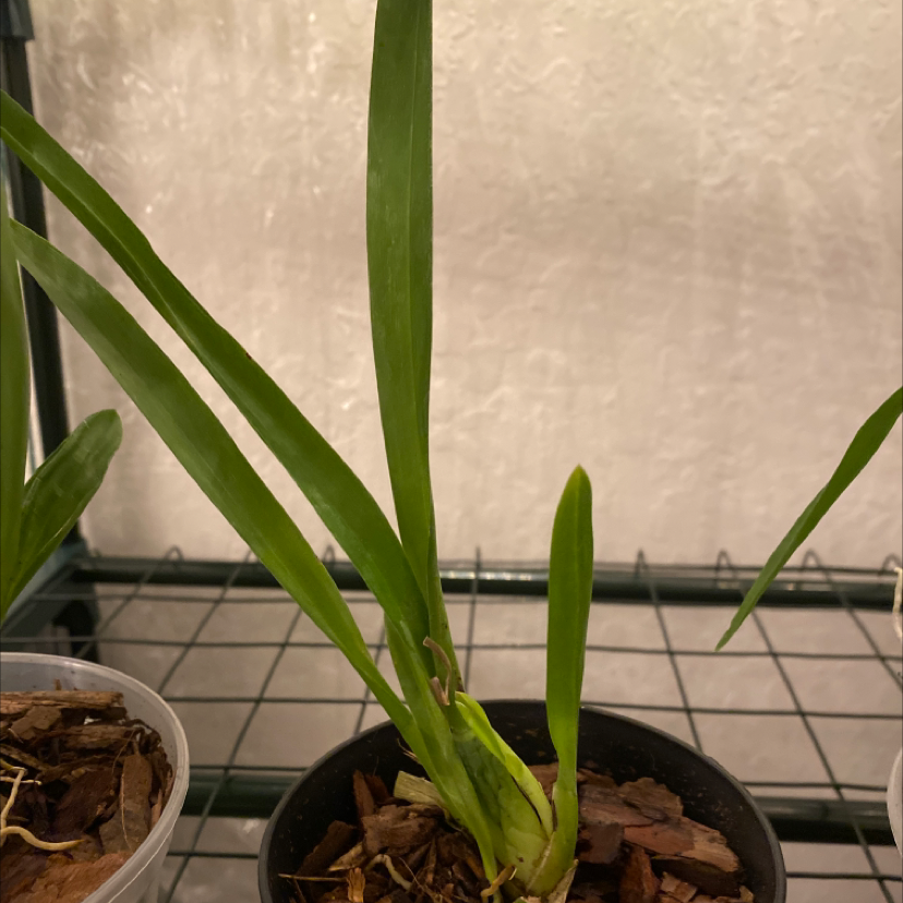 Photo of the plant species Hula Lalau Volcano Queen Orchid by @UpholderOakmoss named Osmo on Greg, the plant care app