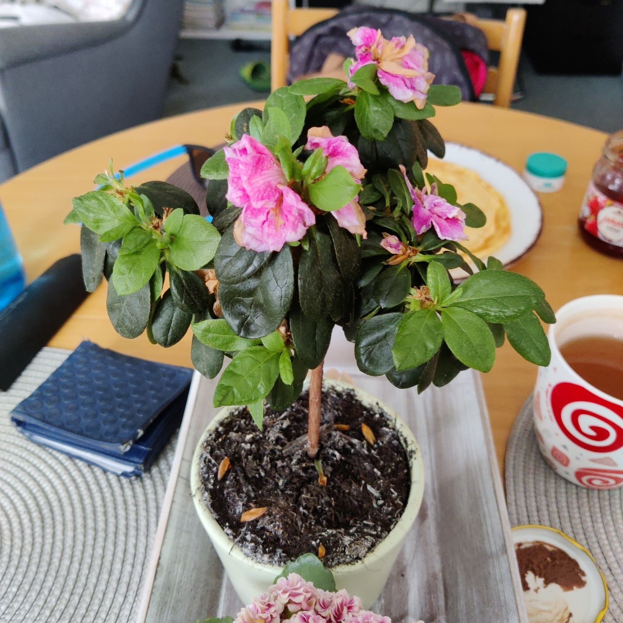 Potted Alpenrose plant with pink flowers on a table indoors.