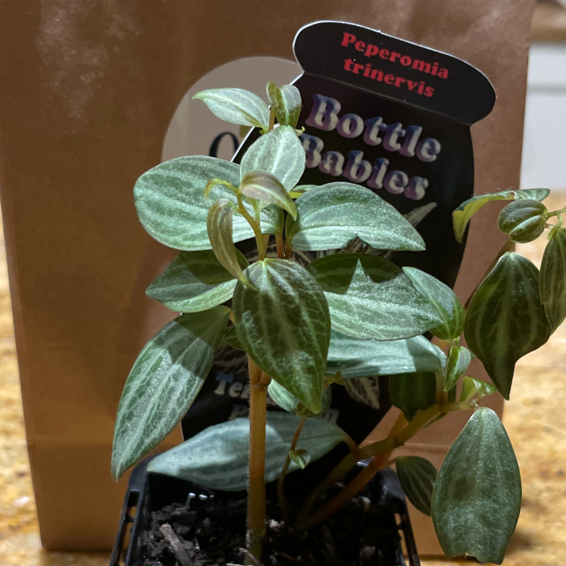 Photo of the plant species Peperomia trinervis by @mwavey named Mwavey on Greg, the plant care app