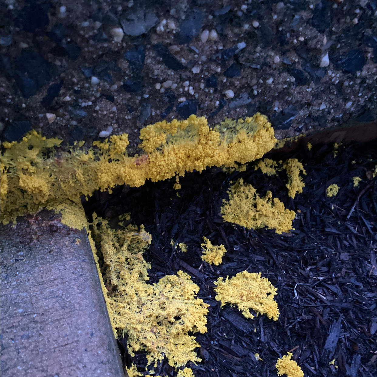 Photo of the plant species Wolf lichen by @CognizantFlax named Your plant on Greg, the plant care app