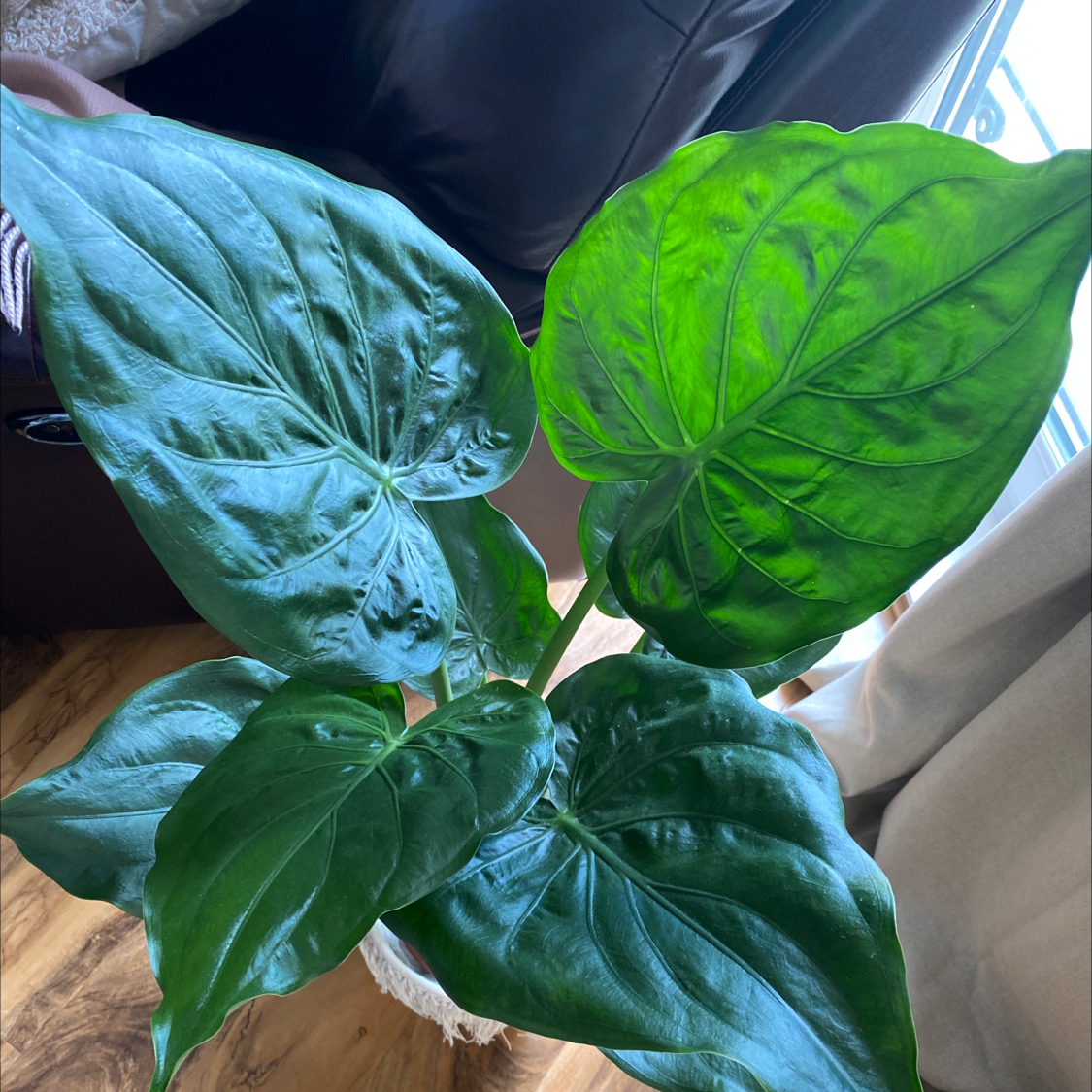 Photo of the plant species Chinese Taro by @HotRaspfern named 3 on Greg, the plant care app