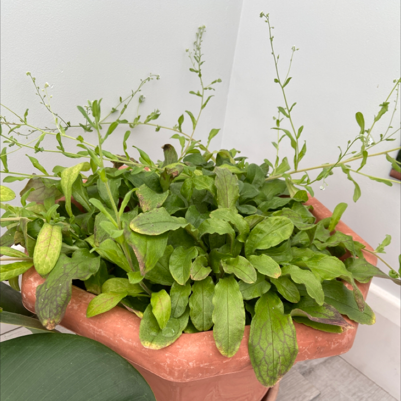 Potted Forget-Me-Not plant with green leaves and small flowering stems.