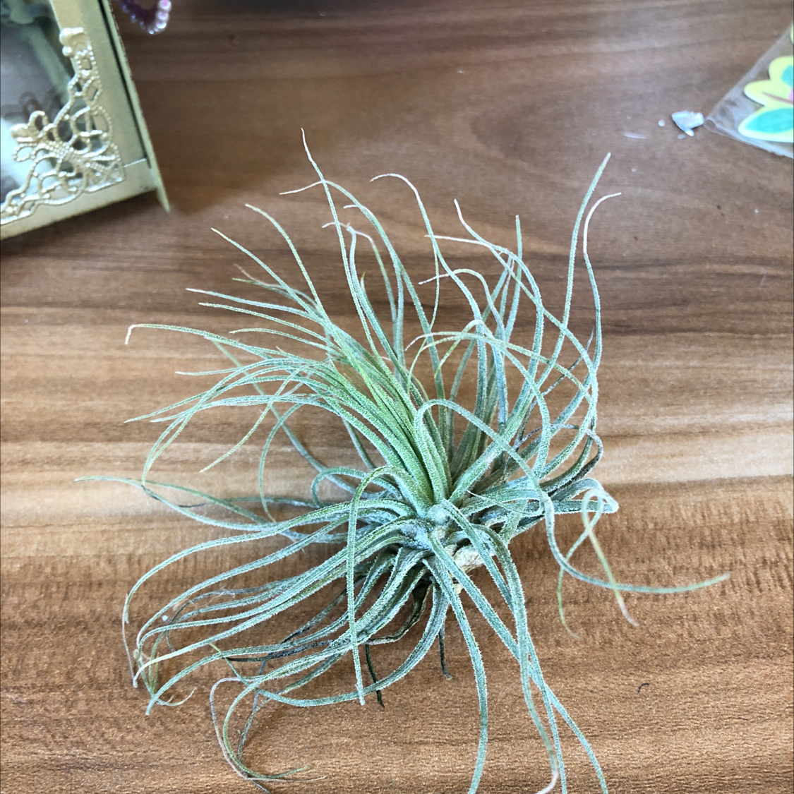 Close-up of a healthy blue-green blushing bride air plant with long curly leaves on a wooden surface.