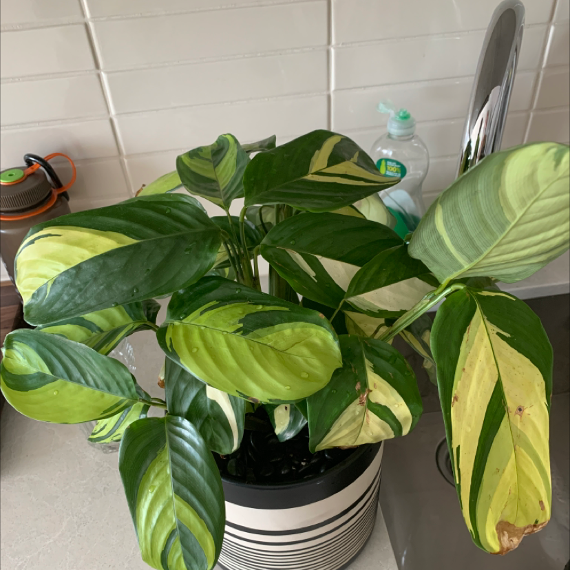 Potted New Guinea Shield plant with variegated leaves on a kitchen counter.