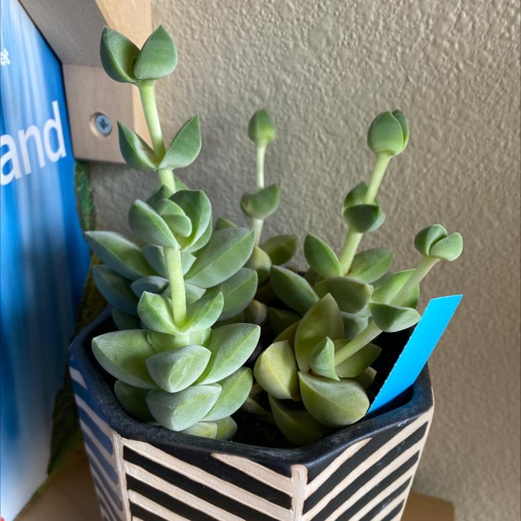 Crassula 'Moonglow' plant in a pot, healthy with green fleshy leaves.