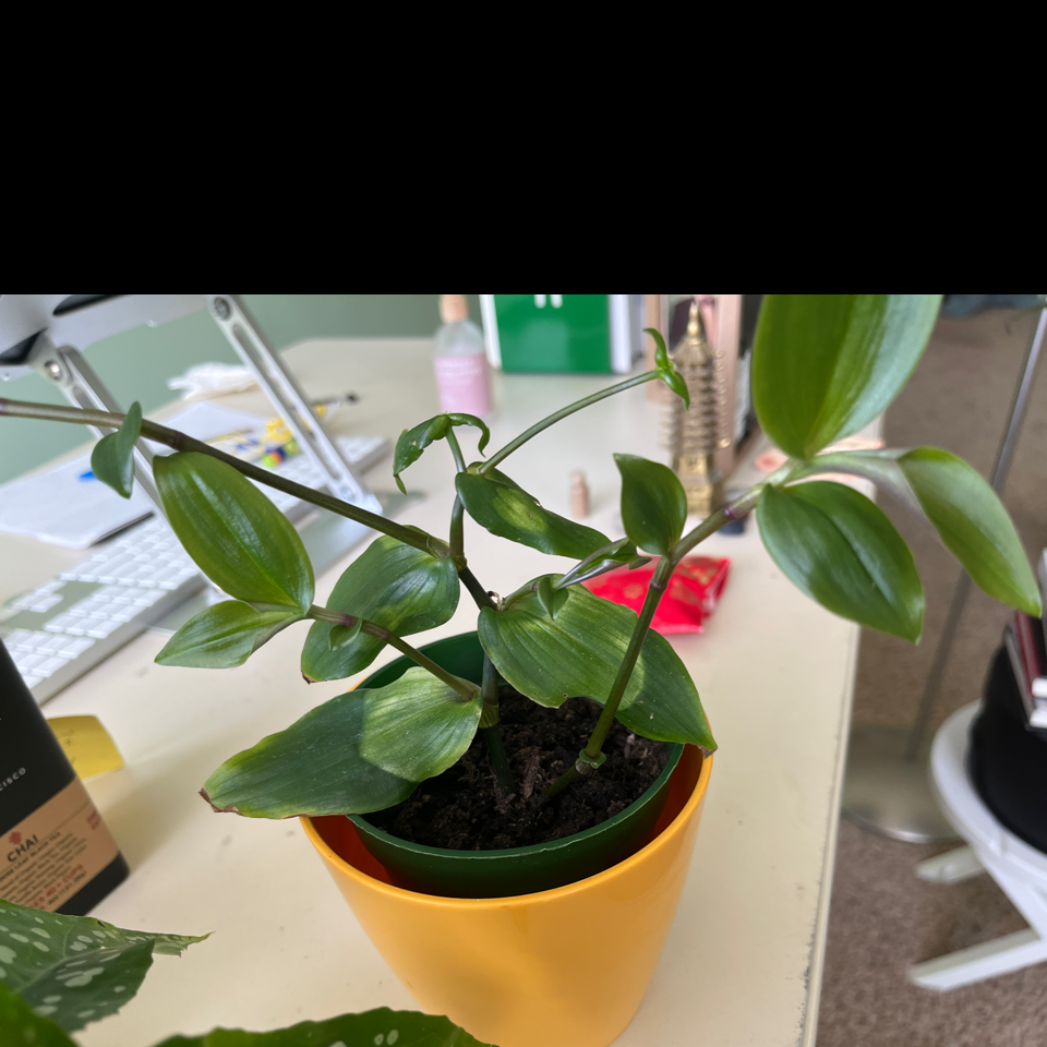 Tradescantia Blushing Bride plant in a yellow pot with healthy green leaves.