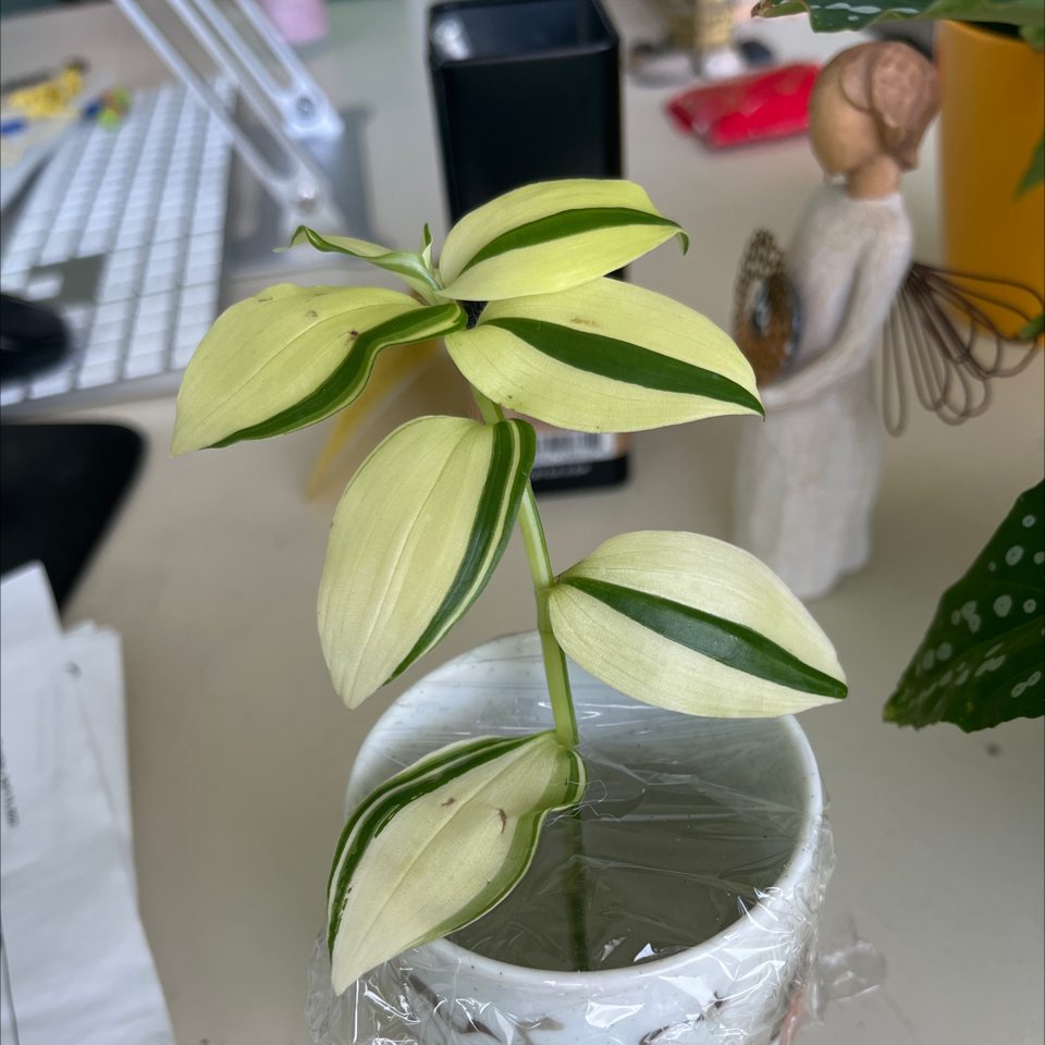 Tradescantia 'Yellow Zebra' plant with vibrant yellow and green striped leaves in a small pot.