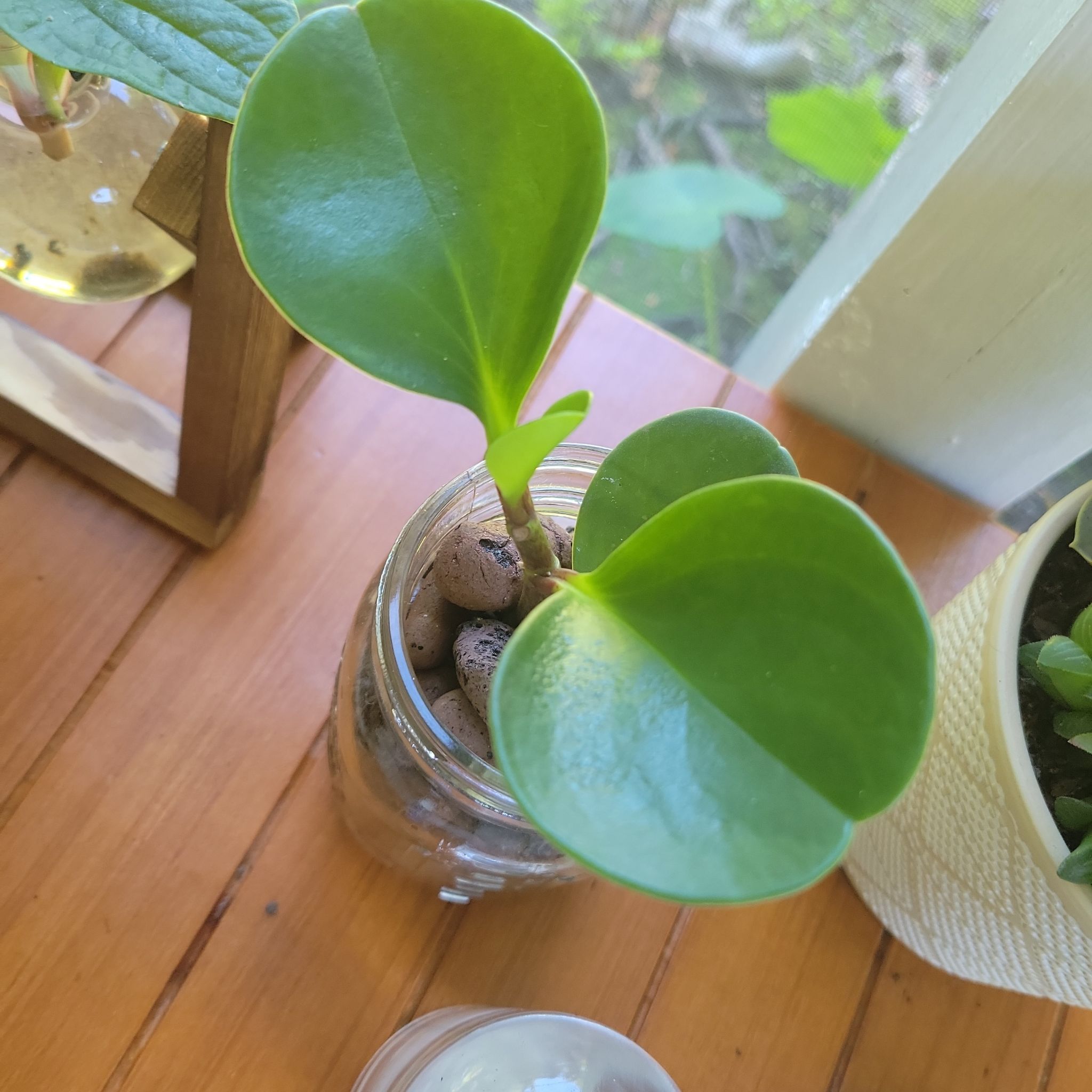 Peperomia Thailand plant in a glass container with visible soil, healthy green leaves.