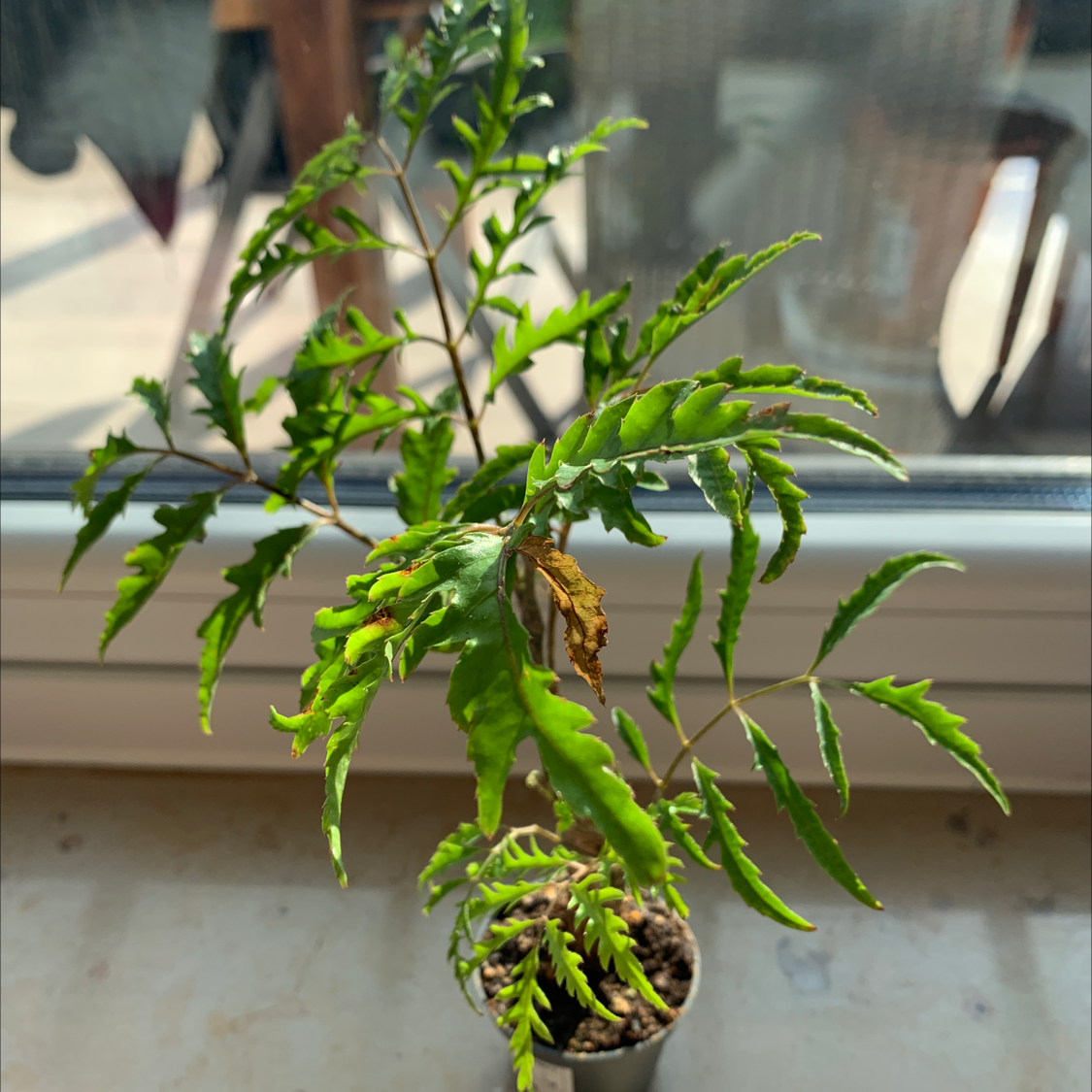Photo of the plant species Ming Aralia by @florianzeise named Lu on Greg, the plant care app