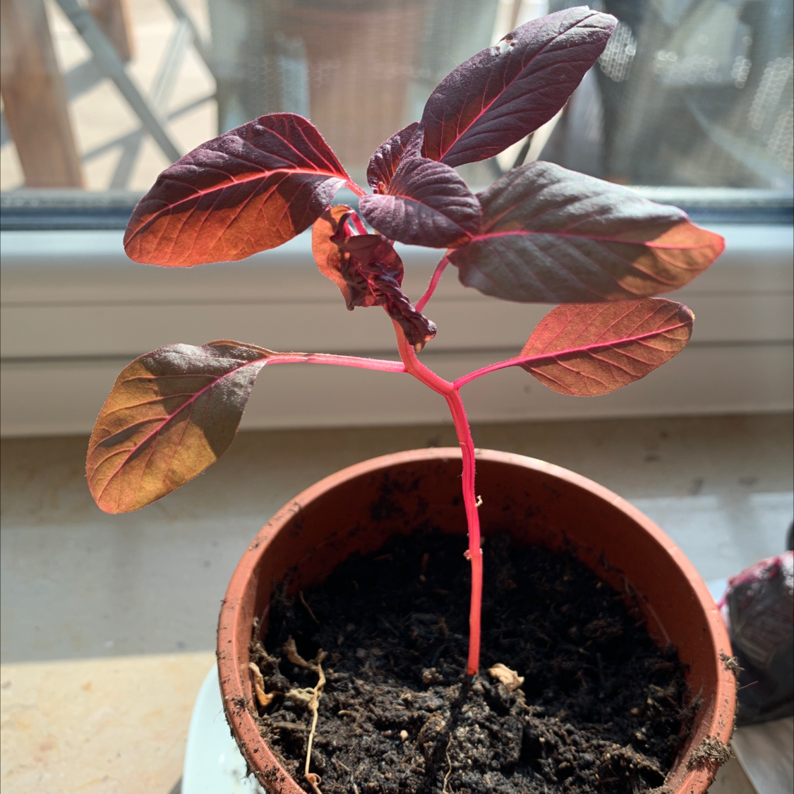 Mexican Grain Amaranth plant in a pot with reddish leaves and stem, some leaf browning visible.