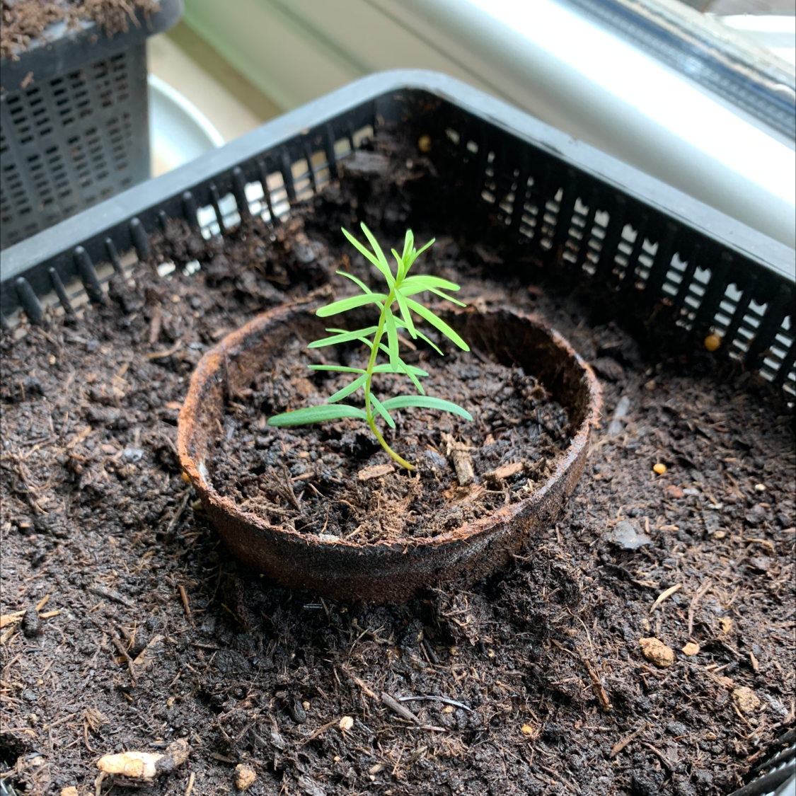 Photo of the plant species Redwood by @florianzeise named Sir on Greg, the plant care app