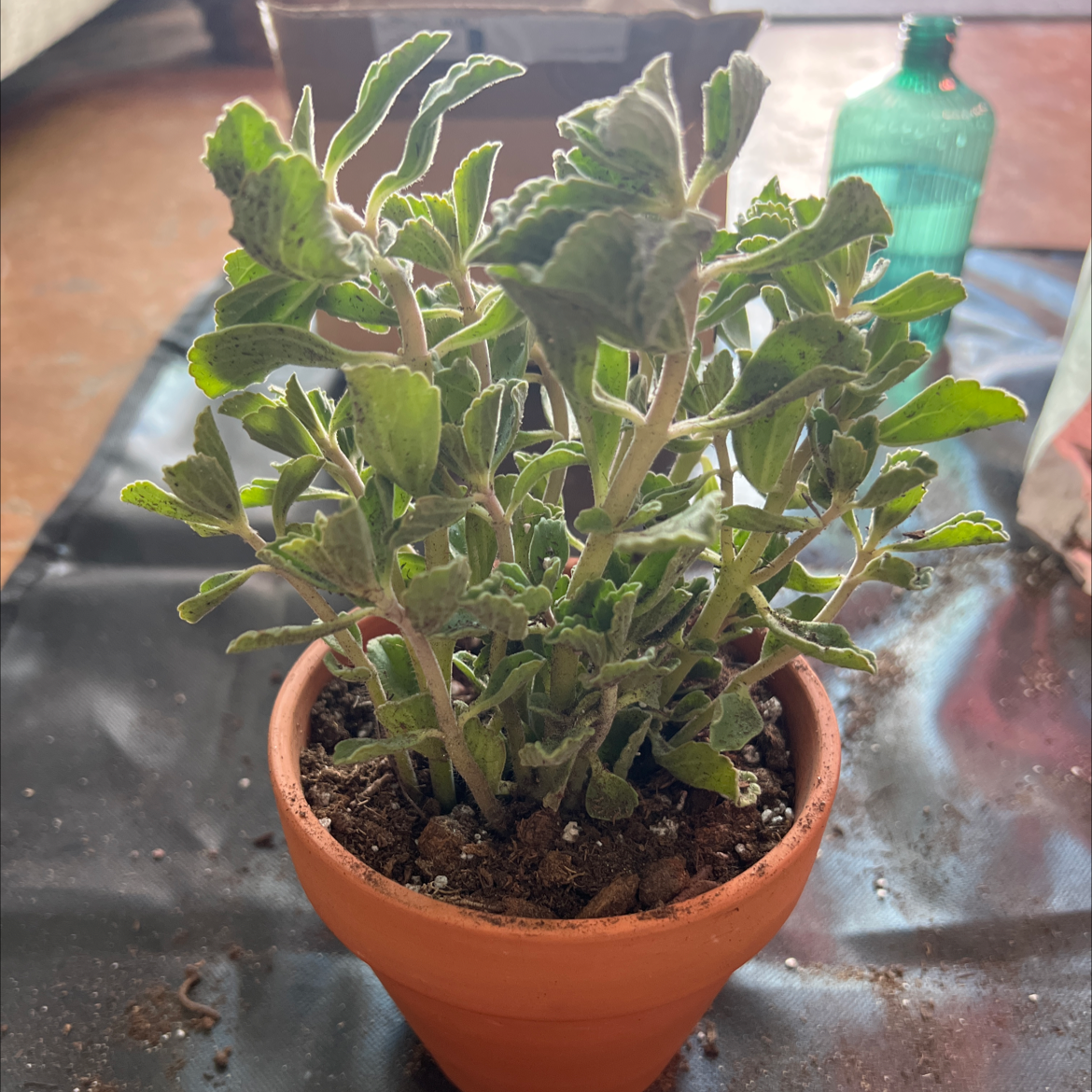 Potted Plectranthus Neochilus plant with green leaves, healthy appearance.