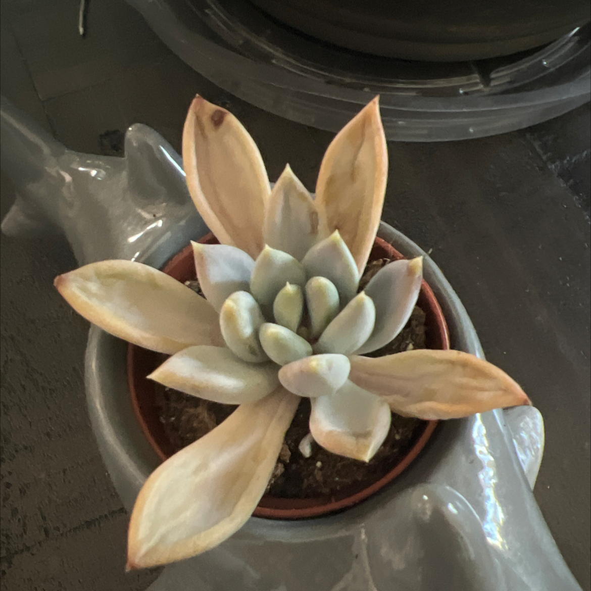 Pachyphytum 'Moon Silver' succulent with browning and yellowing leaves in a small pot.